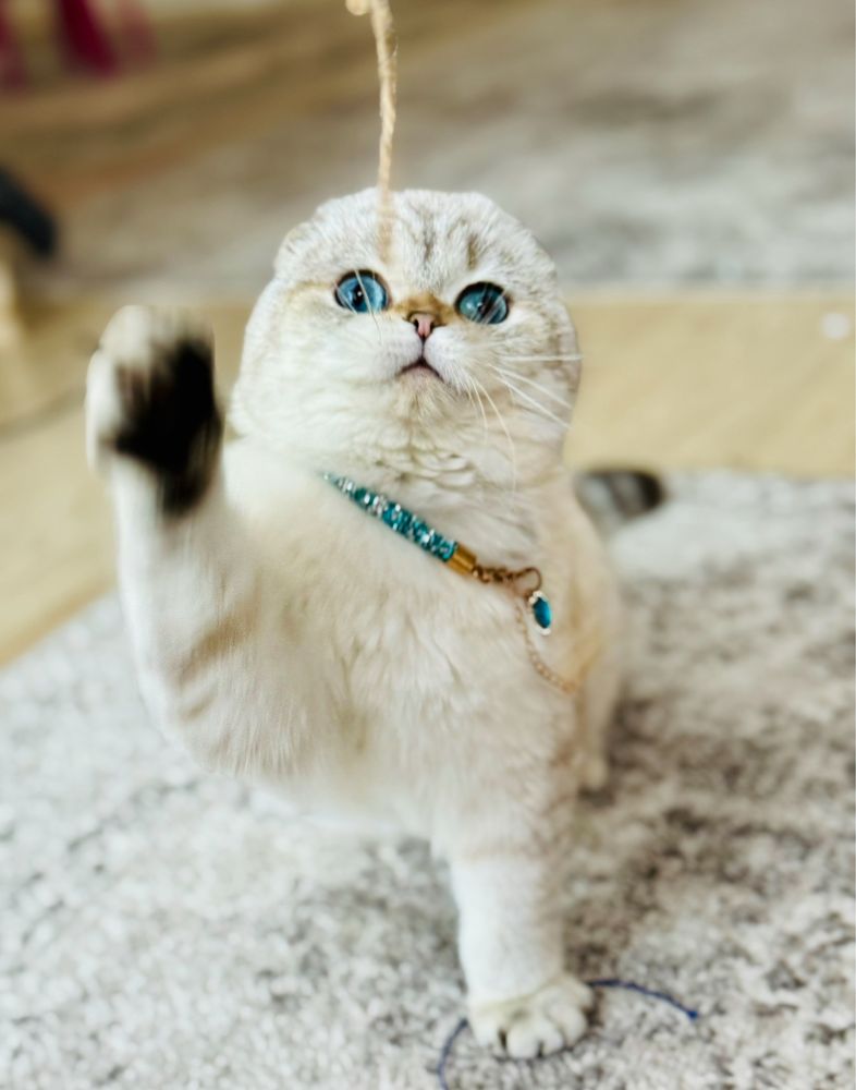 Scottish fold si scottish straight