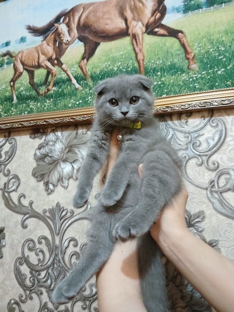 Продаётся британский котёнок вислоухий