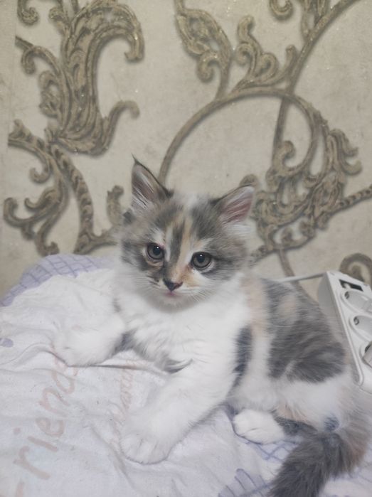 Отдам котёнка в добрые руки