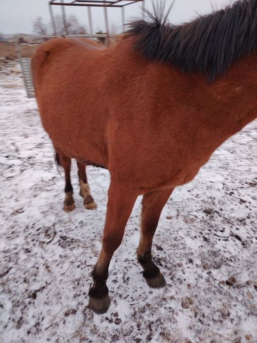 Продам тай жеребчик