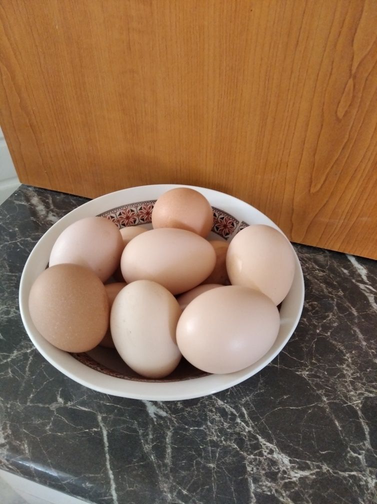 Vând 90 de oua găini de casa