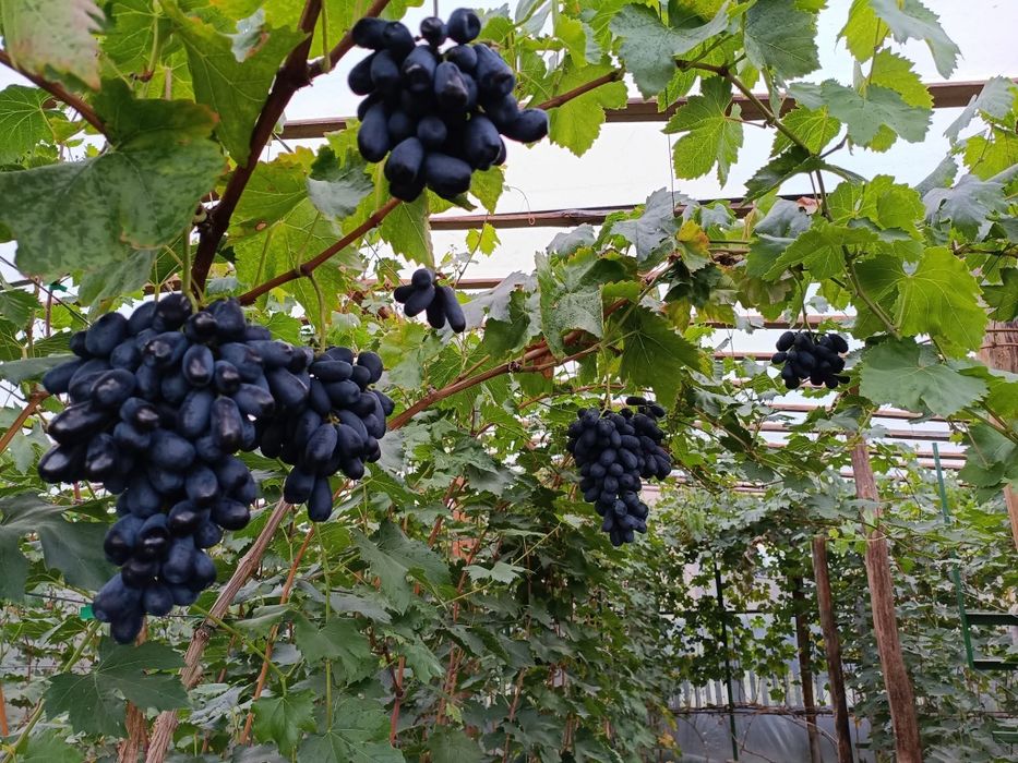 Soiuri Noi vita de vie