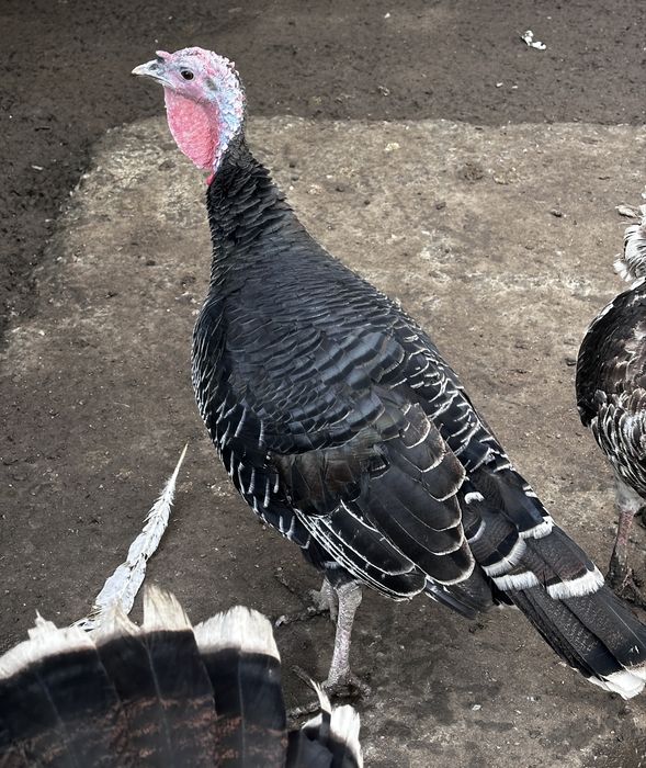 Vand o pereche curci