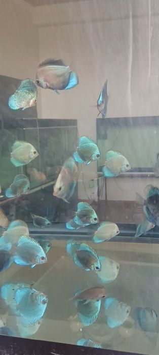 Мальки дискусов хорошего качества и формы по 100 000