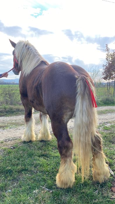 Armasar Ardenez De Monta !