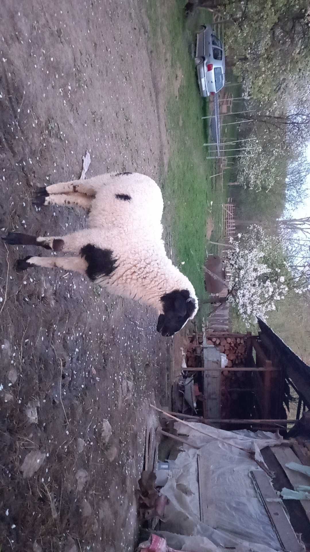 Vând berbecuț,foarte frumoși