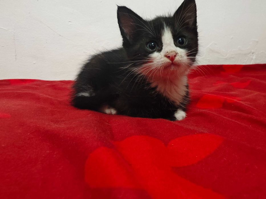 Adopție pisoi de 6 săptămâni