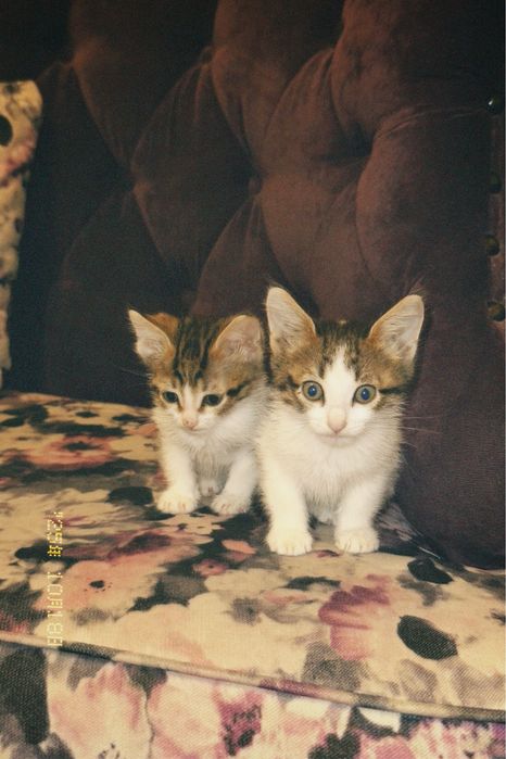 котят отдам  бесплатно