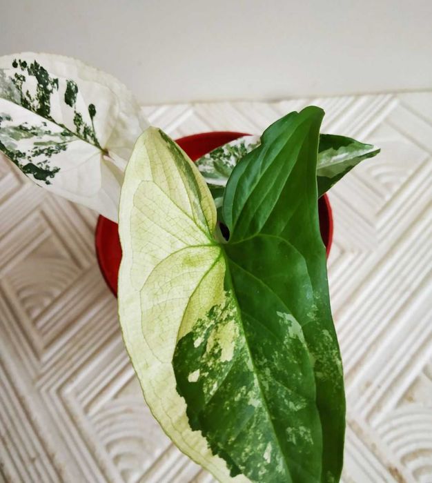 Молодой сингониум Альба ( вар )