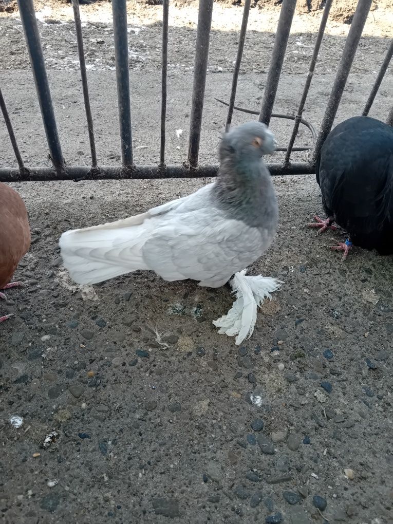 Jucători de botosani