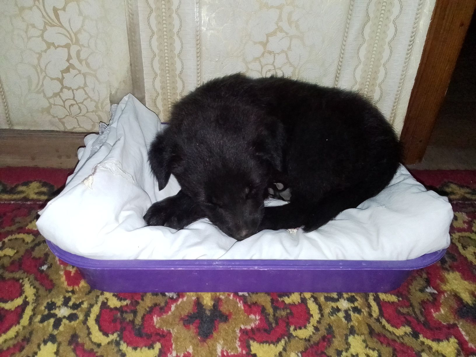 Отдам щенка в хорошие руки
