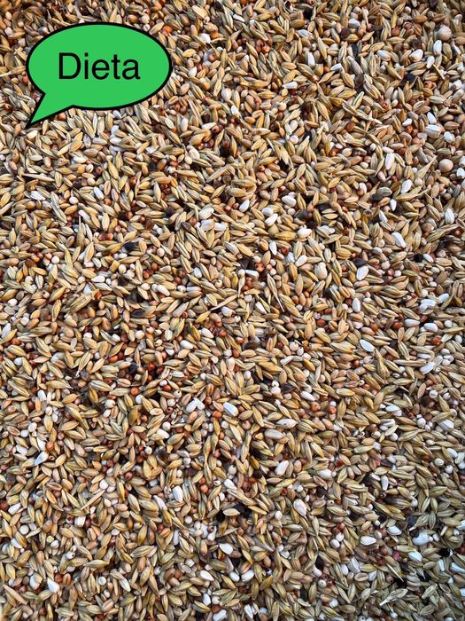 Hrana porumbei / Amestec cereale