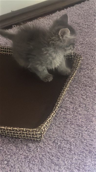 Подарявам мъжко коте на 2 месеца