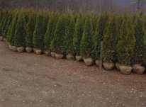 Plante ideale pentru orice decor exterior