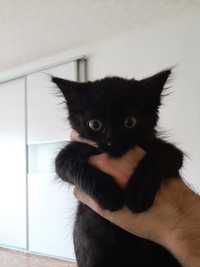 Отдам черного котенка в добрые руки
