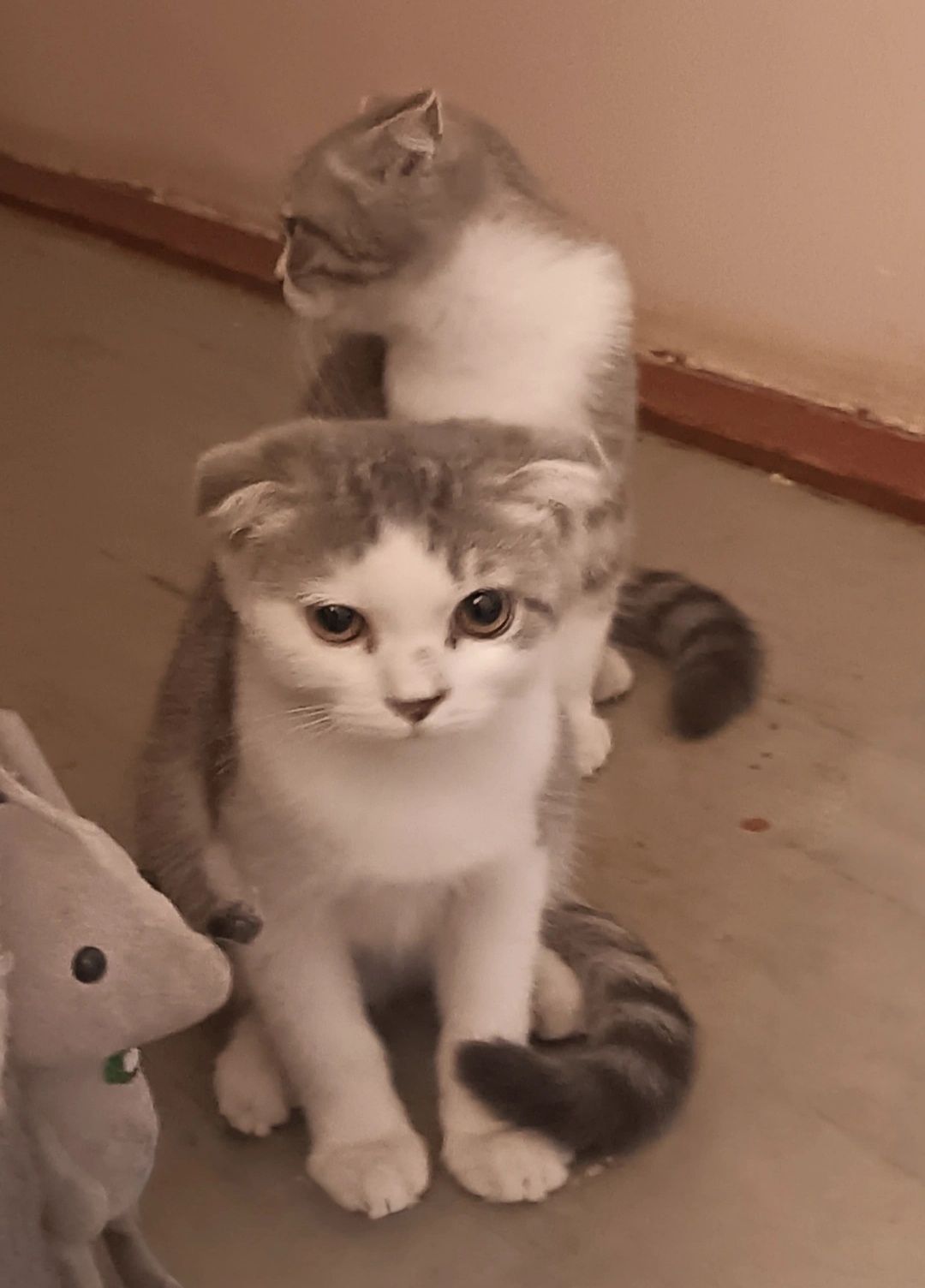 Scottish Fold mushukchalar sotiladi