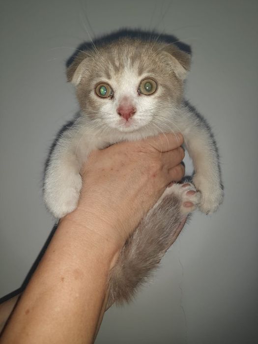 Продам вислоухих котят