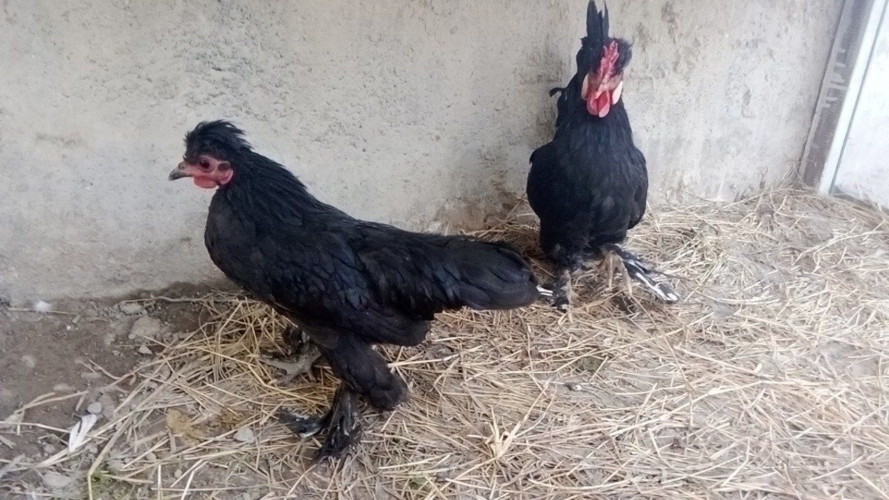 Yaponlar sotiladi