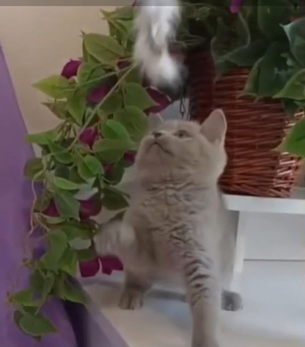 Fetiță british shorthair lilac