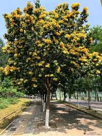 Сирень Syringa pekinensis beijing gold