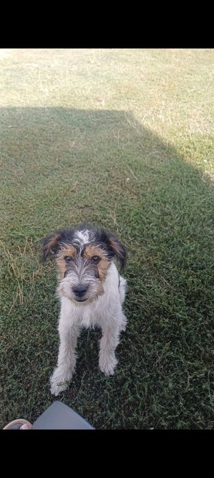 Catelușa pentru adoptie