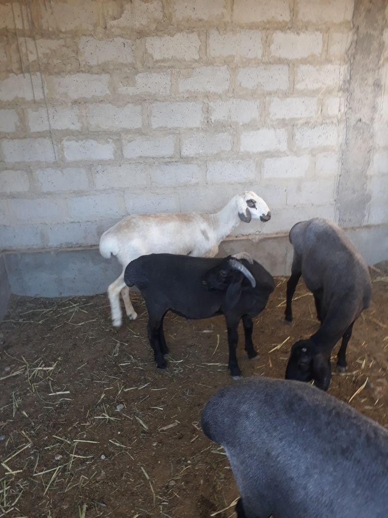 Qazoqi qoylar sotiladi