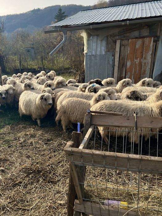 *OFERTA* Vand Oi Turcane