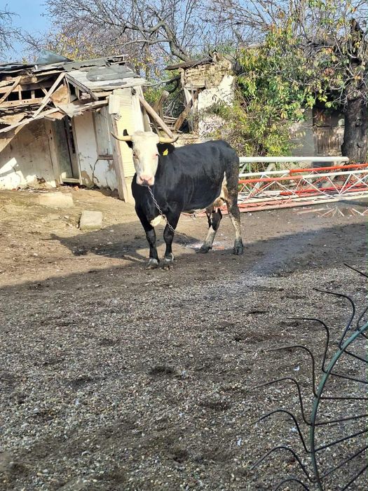 Vand vaca la al doilea vitel