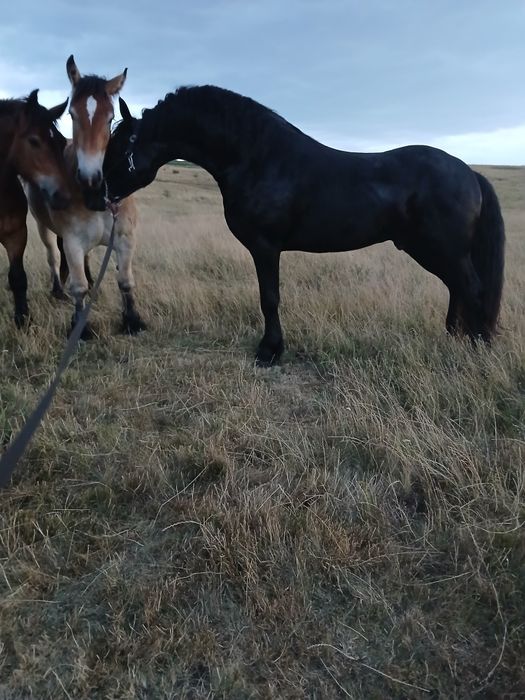 Armăsar frizian de 3 ani