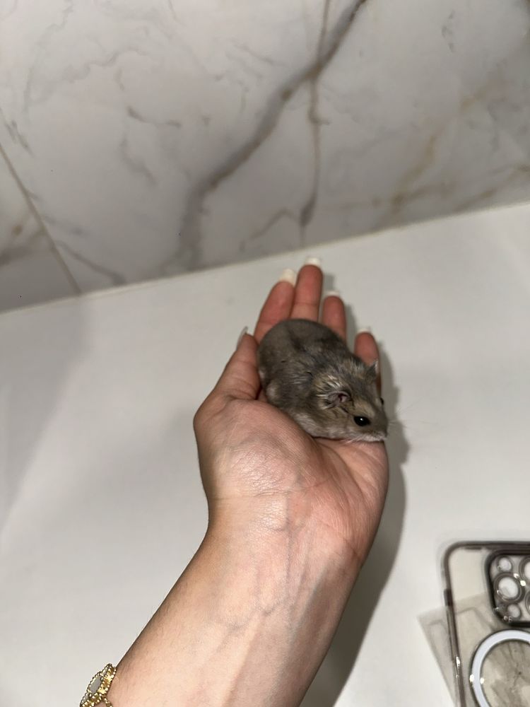 Хомяк джунгарский