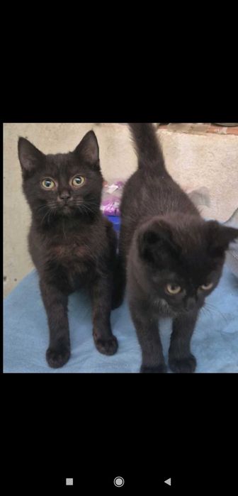 Безплатни домашни любимци