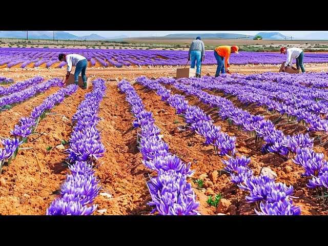 Шафран пиёзлари бор. Имеется луковицы Шафрана.