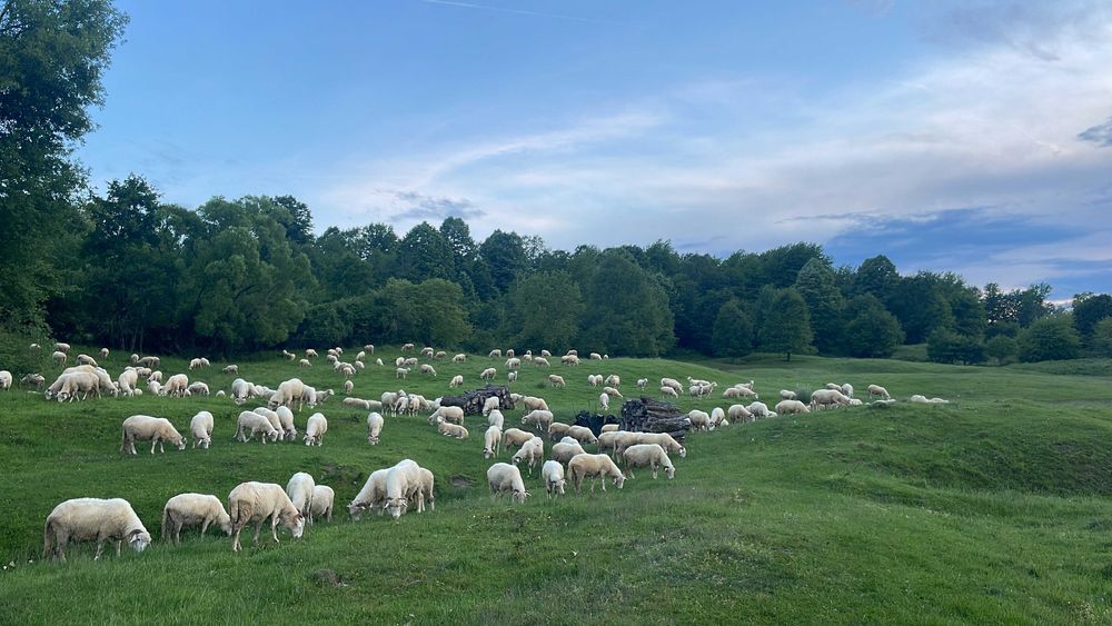 oi bale  bune cu certificat