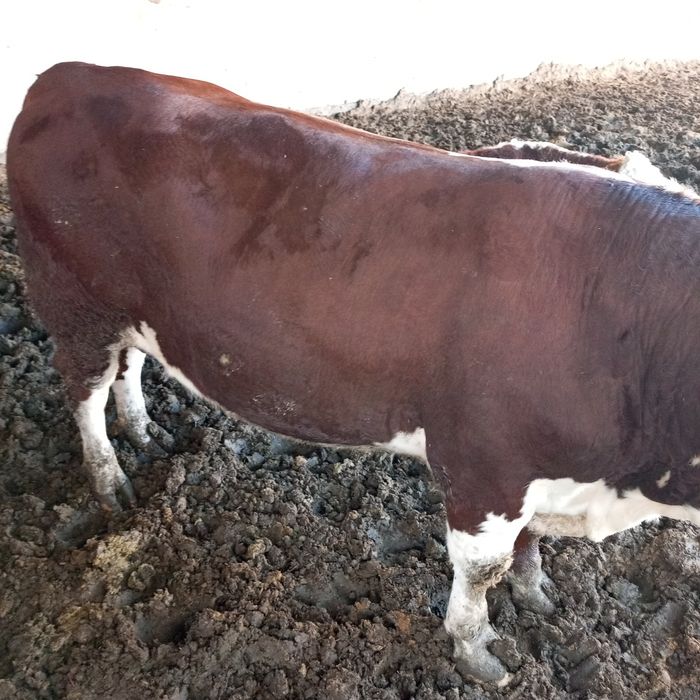 2 ёшли сментал Бука сотилади