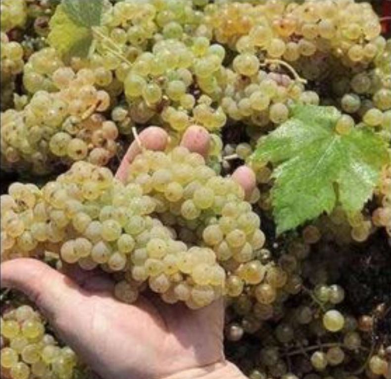 Struguri de vin productie proprie 2025