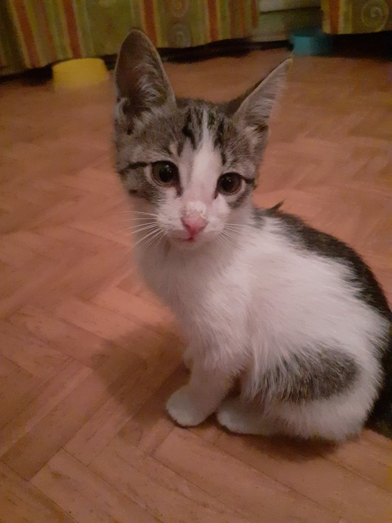 Отдам котёнка мальчика