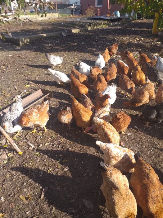 Vand puicute de curte