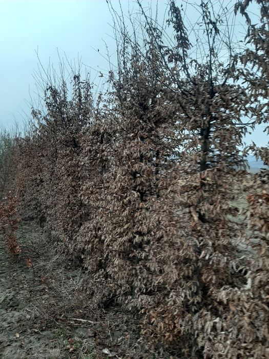 Tuia Leylandy,carpinus,magnoli,brazi,mesteacăn,platani