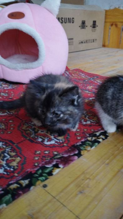 Отдам в хорошие руки