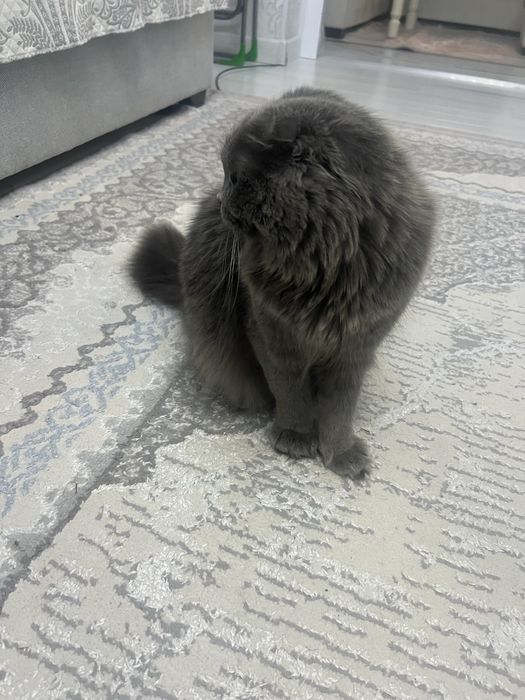 котенок скотти фолд
