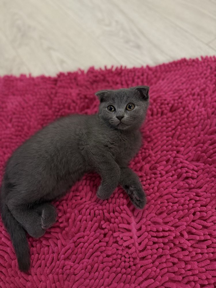 Продаётся котята им 3 месяца