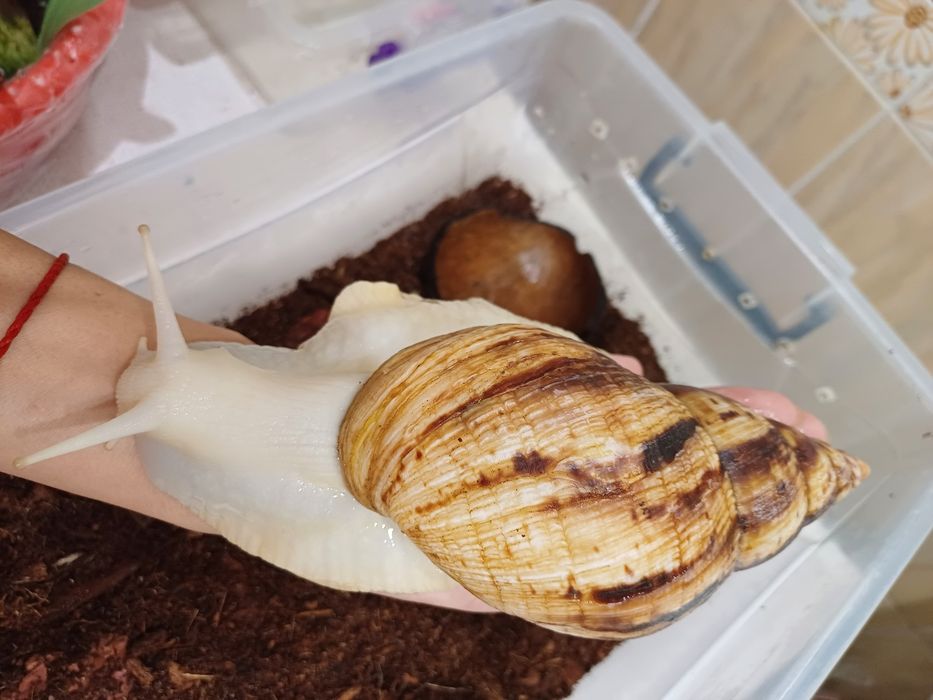 Улитки ахатины великаны!