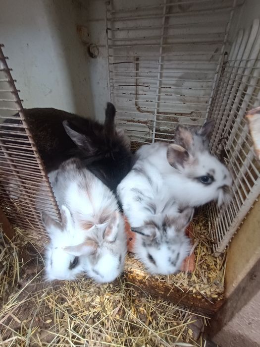 Iepurași cap de leu pitic