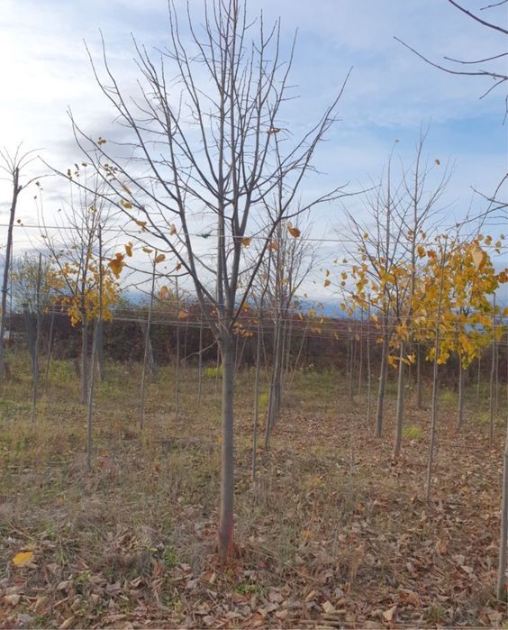 Vindem tei mirositor de floare de mai multe dimensiuni oriunde in tara