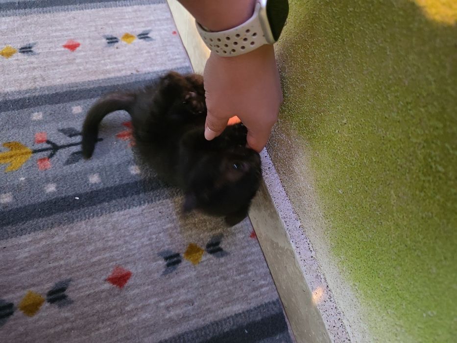 Adopție motănel jucăuș