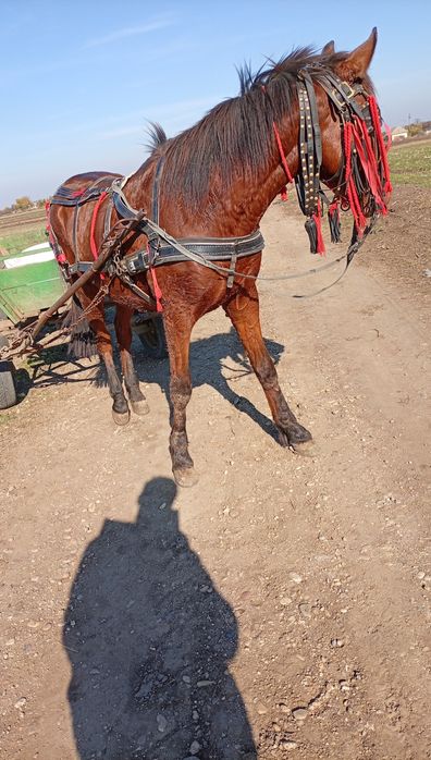 De vânzare  cal de 3 ani  cuminte merge la căruță