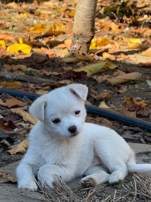 Малки кученца търсят обичливи стопани! Майка-бял пинчер, баща-померан