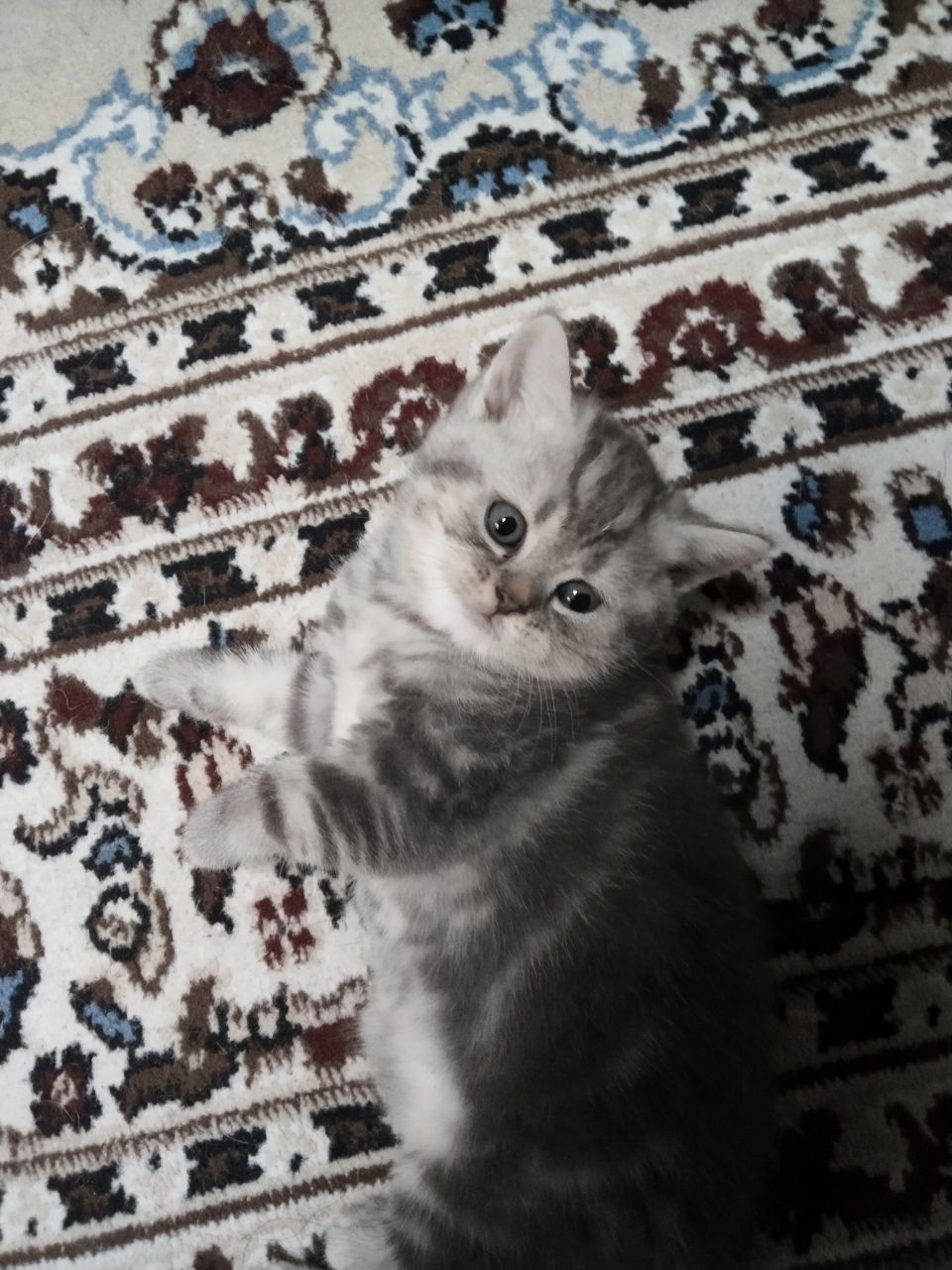 Британский Шиншилла Котята