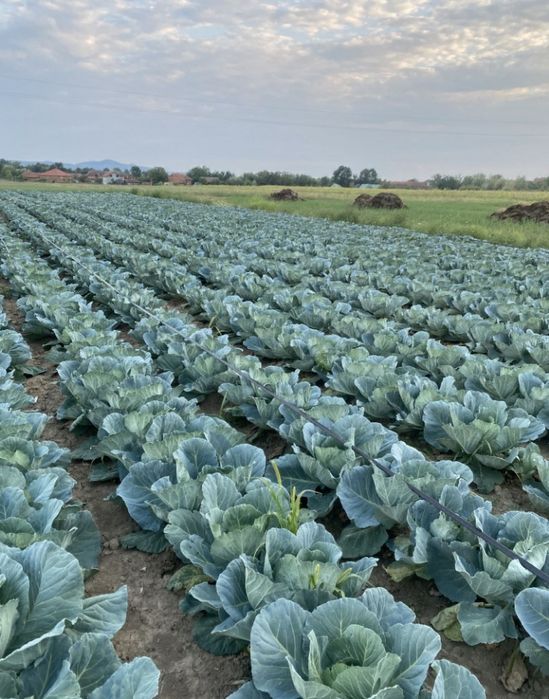 Varza de toamna cu frunza subtire
