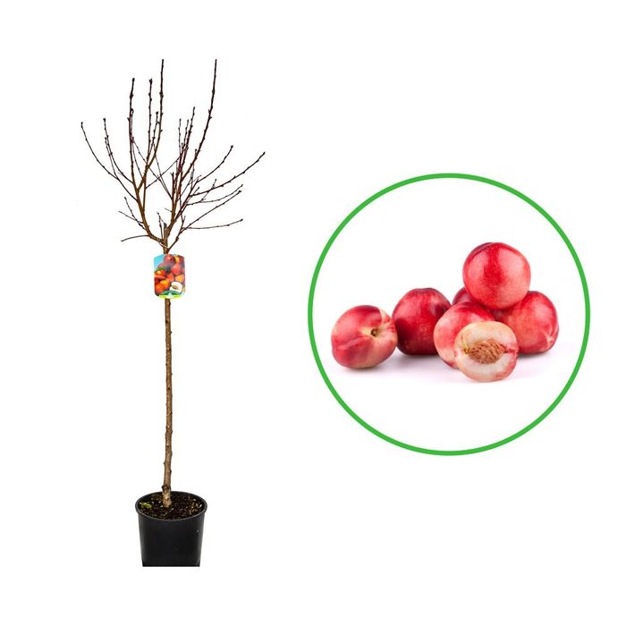 Pomi fructiferi la Ghiveci (NECTARIN)